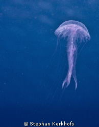 Luminescent jellyfish (pelagica noctiluca) taken at Ras K... by Stephan Kerkhofs 